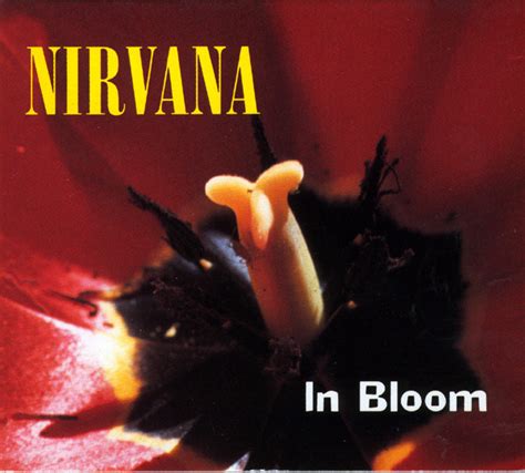 nirvana in bloom, slowed down 